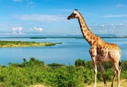 tallgiraffe